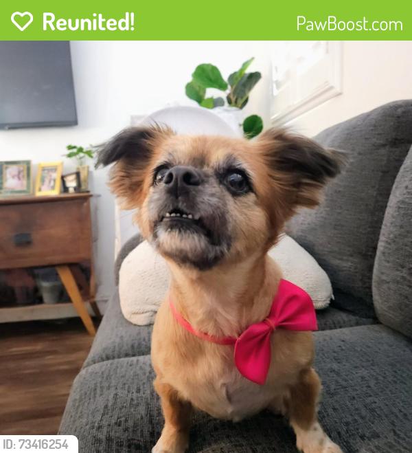 Reunited Female Dog last seen Santa ana and Otis, Huntington Park, CA 90255