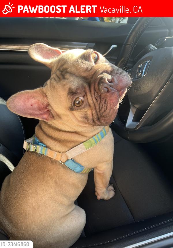Lost Male Dog last seen Keith Way in Vacaville, Ca, Vacaville, CA 95687