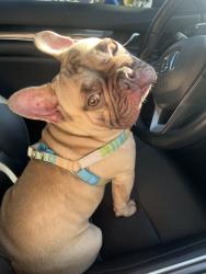 Lost Male Dog last seen Keith Way in Vacaville, Ca, Vacaville, CA 95687