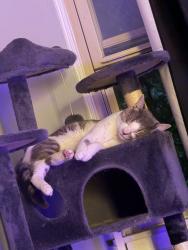 Lost Male Cat last seen 76st y asland, Chicago, IL 60620