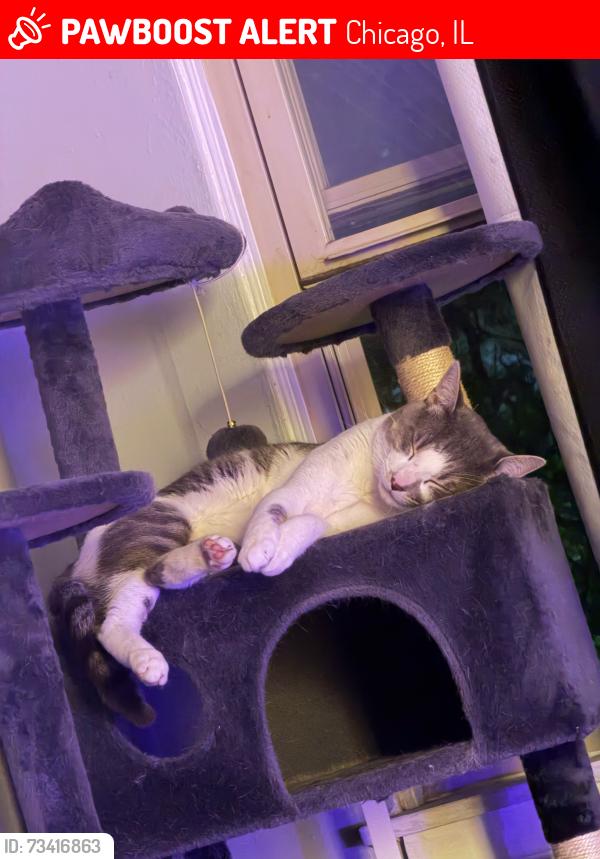 Lost Male Cat last seen 76st y asland, Chicago, IL 60620