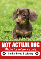 Found/Stray Unknown Dog last seen 2430-2492 Romig Road, Gildbertsville, PA, Gilbertsville, PA 19525