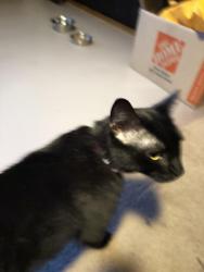 Found/Stray Male Cat last seen Milton & Central Avenue West, Saint Paul, MN 55104