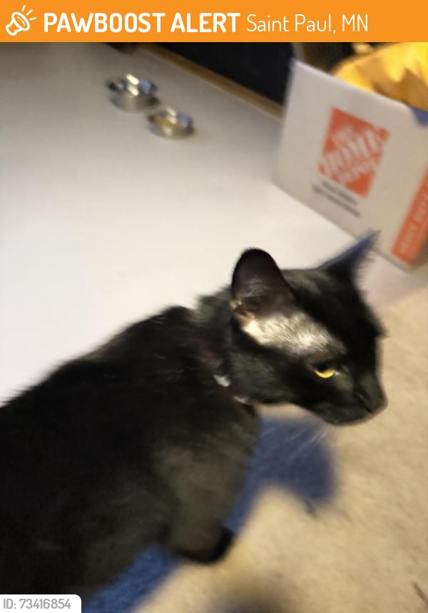 Found/Stray Male Cat last seen Milton & Central Avenue West, Saint Paul, MN 55104