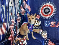 Reunited Male Dog last seen Liberty High School, Las Vegas, NV 89183