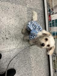 Reunited Female Dog last seen Denny Ave & Valerio, Los Angeles, CA 91606