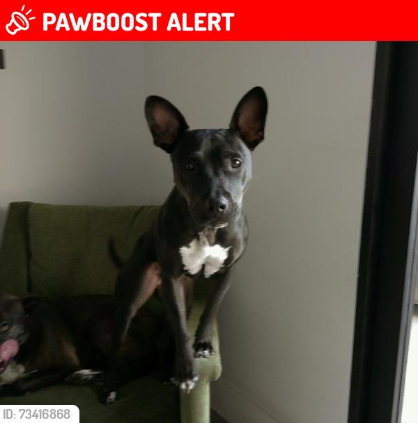 Lost Female Dog last seen Palos verdes, Rancho Palos Verdes, CA 90275