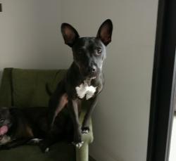 Lost Female Dog last seen Palos verdes, Rancho Palos Verdes, CA 90275