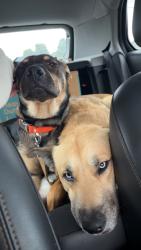 Found/Stray Male Dog last seen Great escape beer works off HWY 60, Republic, MO 65738
