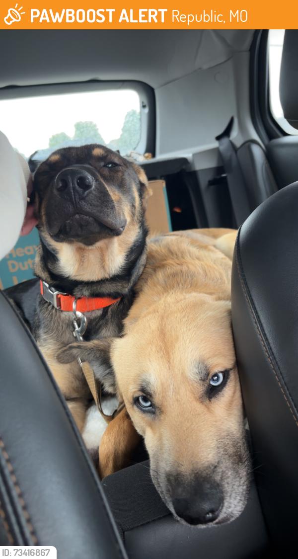 Found/Stray Male Dog last seen Great escape beer works off HWY 60, Republic, MO 65738