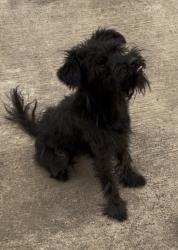 Reunited Female Dog last seen Sabré cuty, Antelope, CA 95843