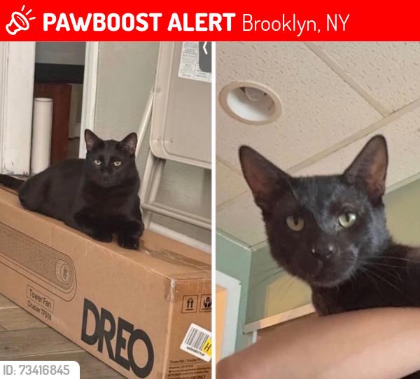 Lost Male Cat last seen 19th and 20th ave, Brooklyn, NY 11228