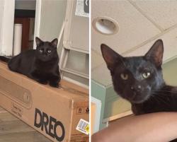Lost Male Cat last seen 19th and 20th ave, Brooklyn, NY 11228