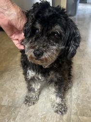 Reunited Female Dog last seen Norwalk blvd & 215th st., Hawaiian Gardens, CA 90716