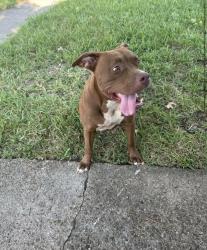 Found/Stray Female Dog last seen Whispering falls, Houston, TX 77084