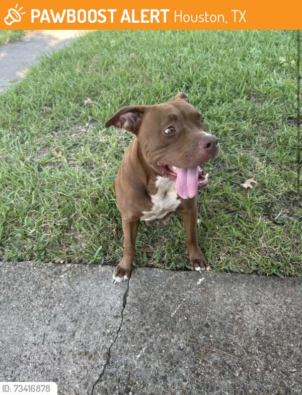 Found/Stray Female Dog last seen Whispering falls, Houston, TX 77084
