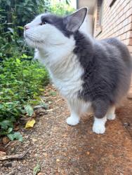 Lost Male Cat last seen School of Arts Road, Redland Bay, QLD 4165