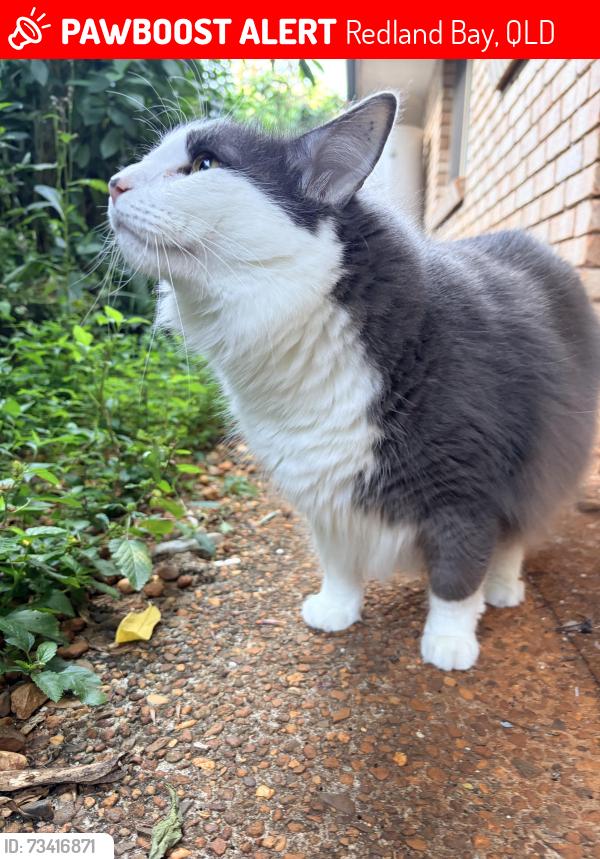 Lost Male Cat last seen School of Arts Road, Redland Bay, QLD 4165