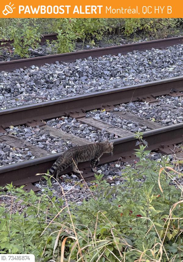 Found/Stray Unknown Cat last seen Near the train tracks on Rue de la Commune and Jacques Cartier, Montréal, QC H2Y 0B1