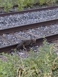 Found/Stray Unknown Cat last seen Near the train tracks on Rue de la Commune and Jacques Cartier, Montréal, QC H2Y 0B1