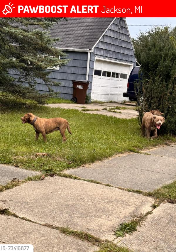 Lost Female Dog last seen Near Ella Sharp Park, Jackson, MI 49203