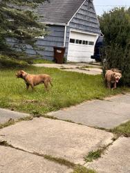 Lost Female Dog last seen Near Ella Sharp Park, Jackson, MI 49203