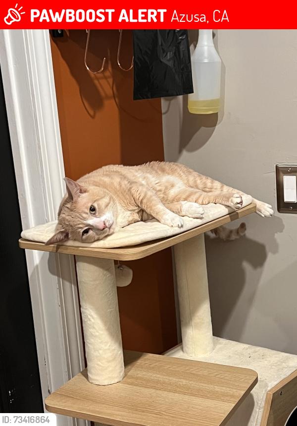 Lost Male Cat last seen E Payson street, Azusa, CA 91702