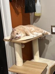 Lost Male Cat last seen E Payson street, Azusa, CA 91702