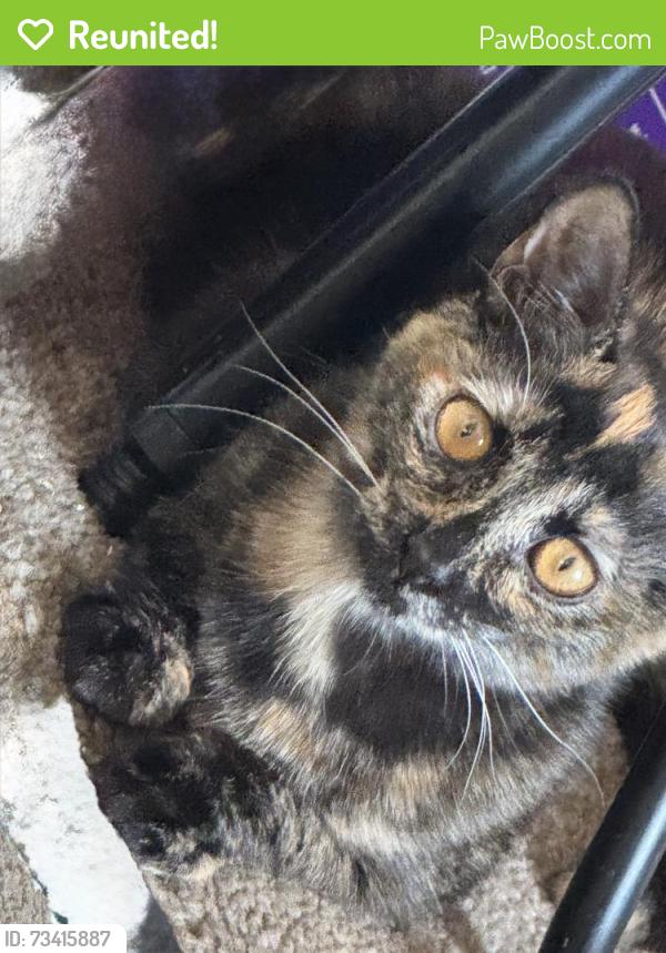 Reunited Female Cat last seen Near E Commonwealth Ave, Fullerton, CA 92831, USA, Fullerton, CA 92831