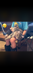 Reunited Male Cat last seen Meetze Rd near Creekside Crossing, Warrenton, VA 20187