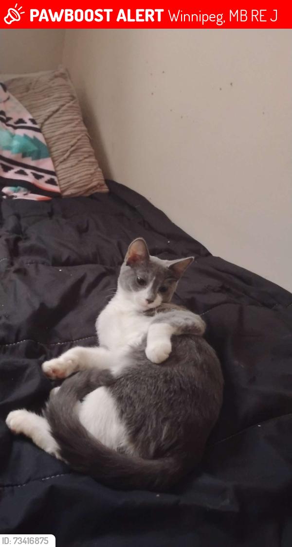 Lost Male Cat last seen Near alexander avenue, Winnipeg, MB R3E 1J6