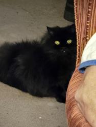 Lost Male Cat last seen Federal Way Park and Ride @ 9th & 348th st, Federal Way, WA 98003