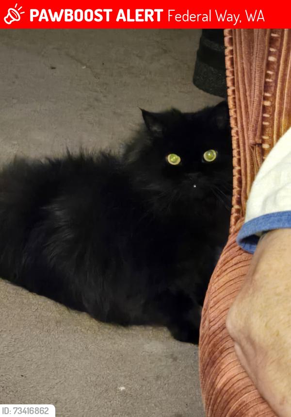 Lost Male Cat last seen Federal Way Park and Ride @ 9th & 348th st, Federal Way, WA 98003