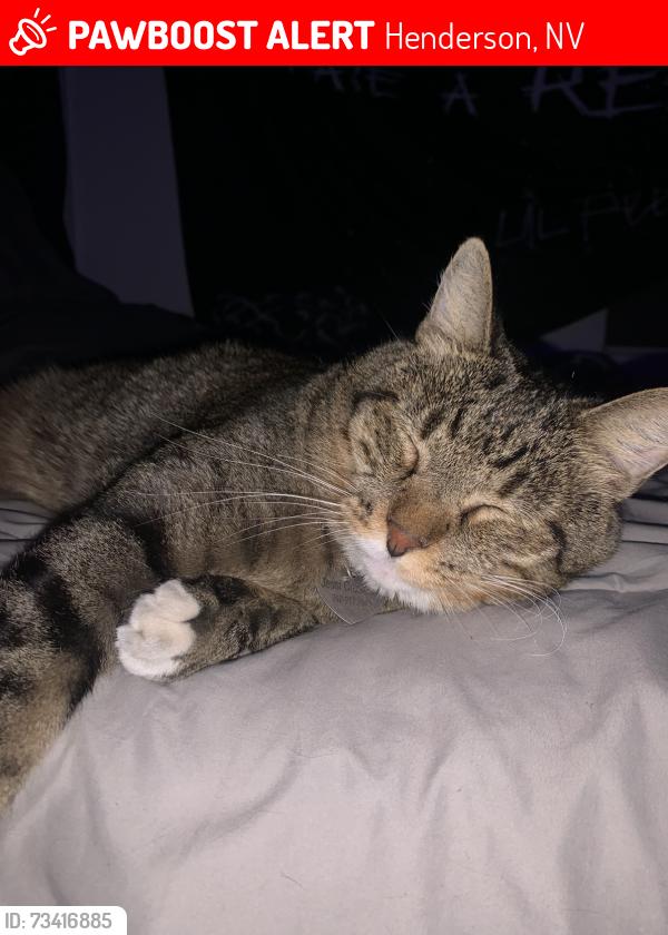 Lost Male Cat last seen Sunset & Lake Mead Parkway, Henderson, NV 89015