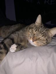 Lost Male Cat last seen Sunset & Lake Mead Parkway, Henderson, NV 89015