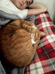 Reunited Male Cat last seen hse, Stoughton, MA 02072