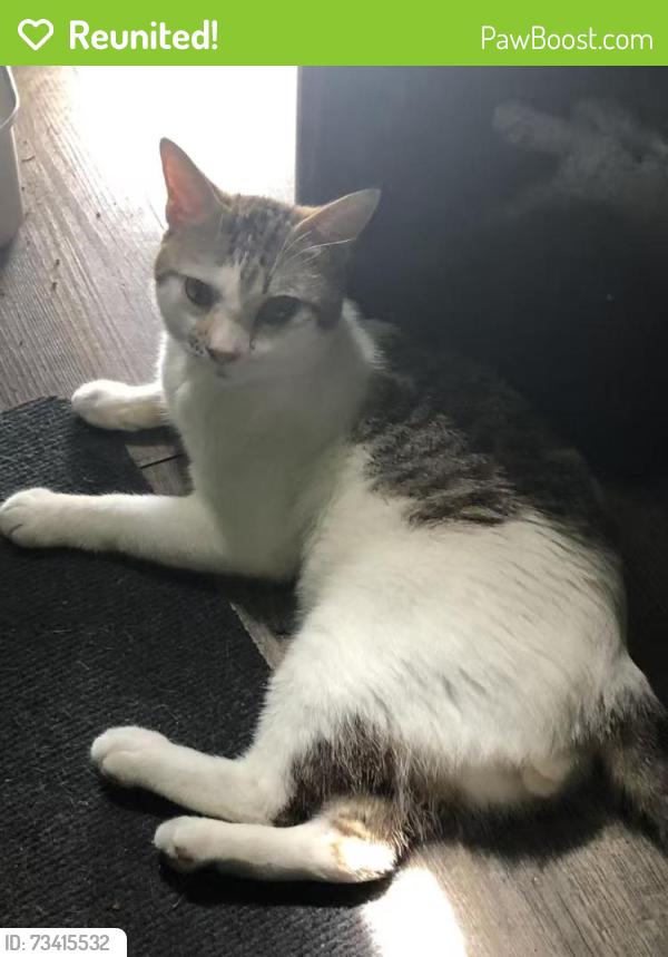Reunited Male Cat last seen Fern Creek and Michigan St., Orlando, FL 32806