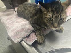 Shelter Stray Female Cat last seen Near BLK PINE AVE, LONG BEACH, CA 90813, 7700 E Spring St, Long Beach, CA 90815, USA