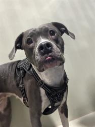 Shelter Stray Female Dog last seen Near BLOCK VIRGINIA AVE, BAKERSFIELD CA 93307, 3951 Fruitvale Ave, Bakersfield, CA 93308, USA