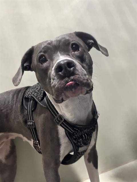 Shelter Stray Female Dog last seen Near BLOCK VIRGINIA AVE, BAKERSFIELD CA 93307, 3951 Fruitvale Ave, Bakersfield, CA 93308, USA