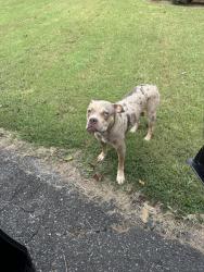 Found/Stray Female Dog last seen Abbotts Creek Cemetery, High Point, NC 27265
