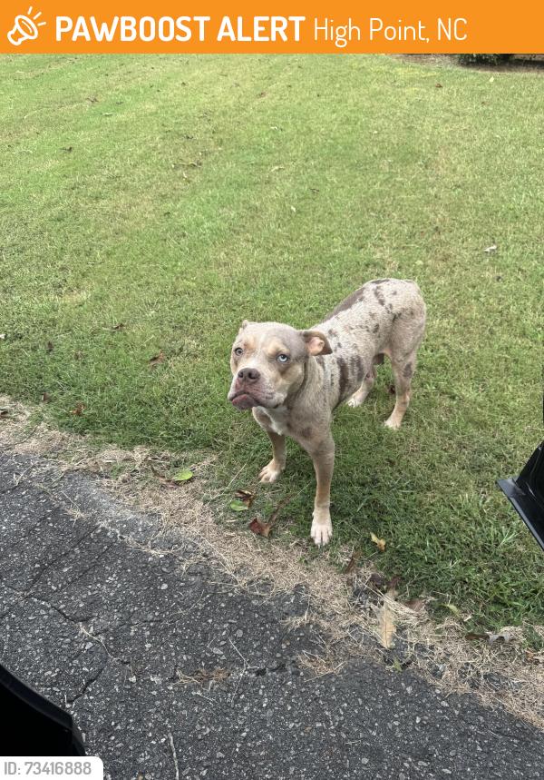 Found/Stray Female Dog last seen Abbotts Creek Cemetery, High Point, NC 27265