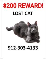 Lost Male Cat last seen Skylark Road & Daffodil Drive, Savannah, GA 31302