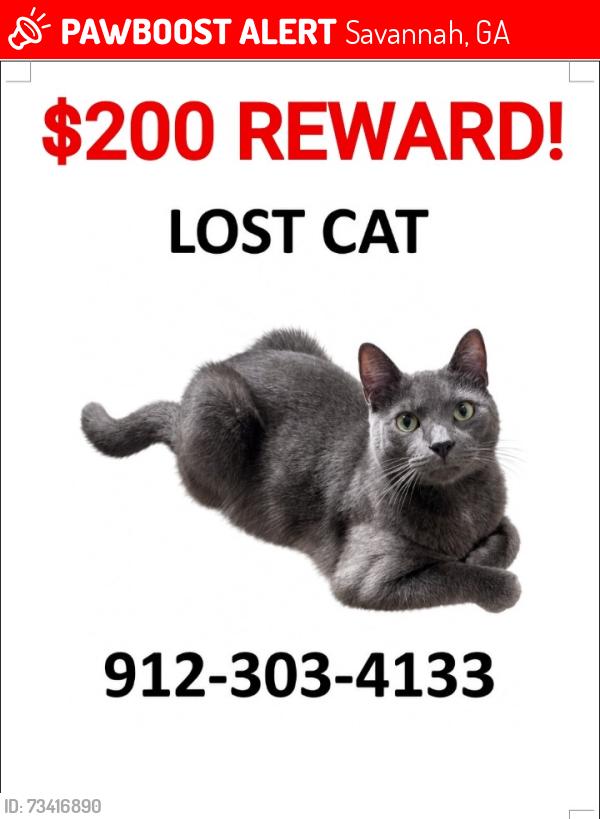 Lost Male Cat last seen Skylark Road & Daffodil Drive, Savannah, GA 31302
