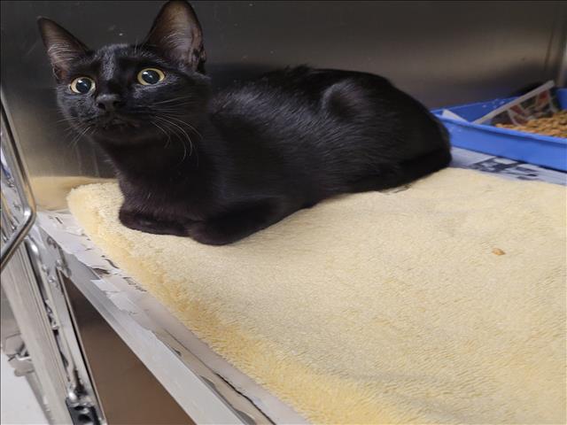 Shelter Stray Female Cat last seen , 11361 W Pico Blvd, Los Angeles, CA 90064, USA