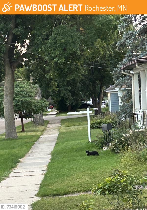 Found/Stray Unknown Cat last seen Twings Tavern and Grille, Rochester, MN 55902
