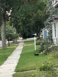 Found/Stray Unknown Cat last seen Twings Tavern and Grille, Rochester, MN 55902