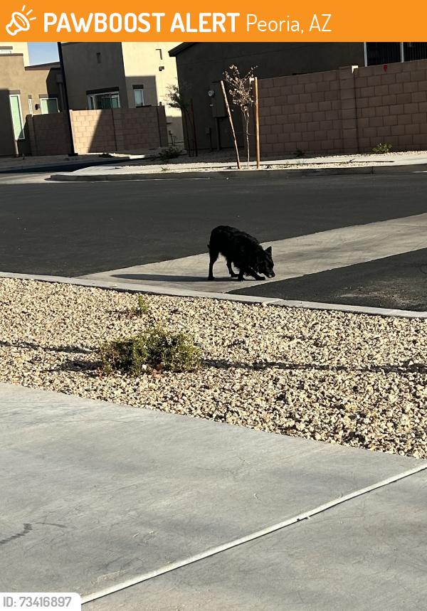 Found/Stray Unknown Dog last seen Summerwell Peoria Place, Peoria, AZ 85345