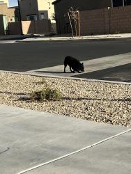 Found/Stray Unknown Dog last seen Summerwell Peoria Place, Peoria, AZ 85345