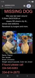 Lost Female Dog last seen Homes, Russell County, AL 36869